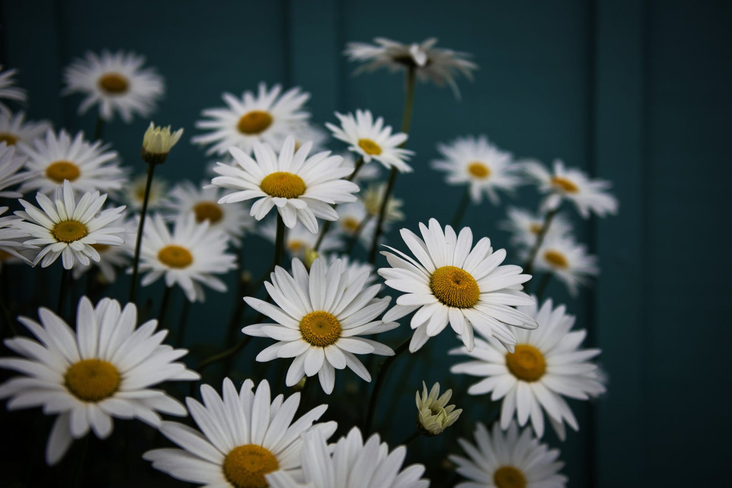 White daisies